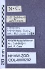 Etiketten zu Tesolasomus trivittata (LeConte, 1953) (NHMW-ZOO-COL-0008292)